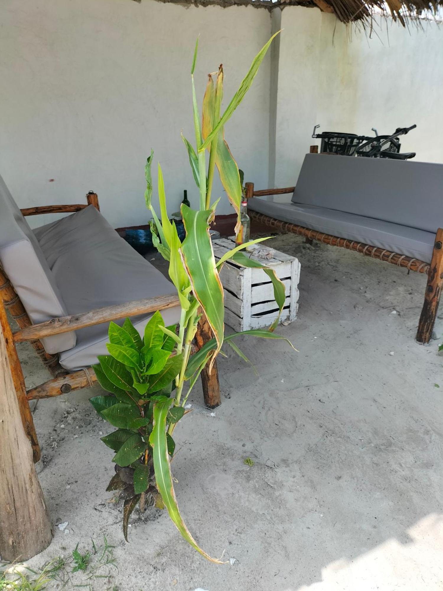 Mambo Leo Hostel ปาเยอ ภายนอก รูปภาพ